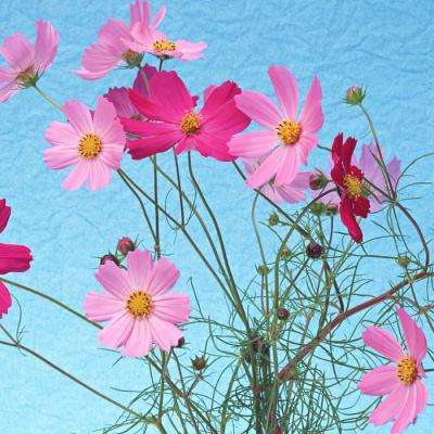 我在江湖之剑来肆狼平台